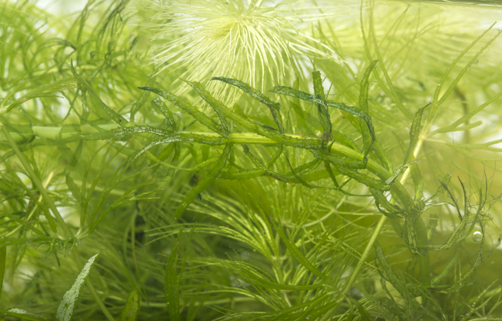 Waterplanten
